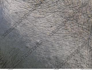 elephant skin 0001